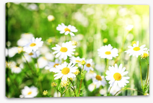 Chamomile sunlight