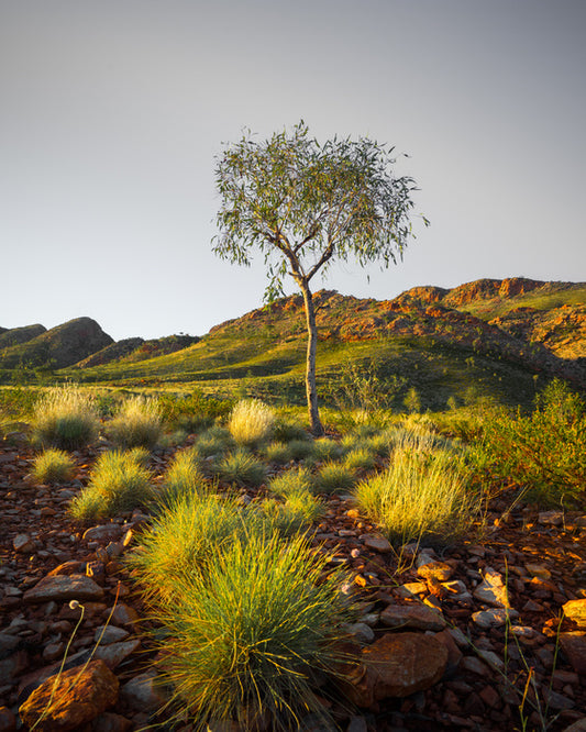 A single tree