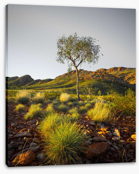 A single tree