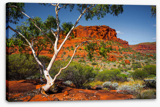 Outback afternoon