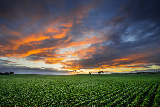 Just crops and clouds