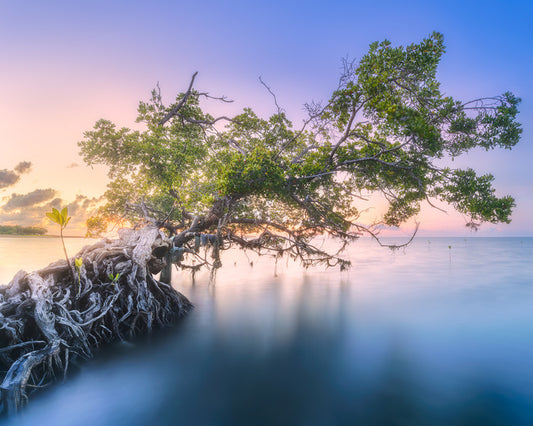 Trees