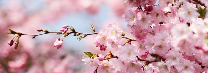 Cherry blossom panorama