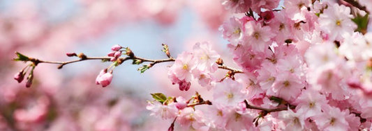 Cherry blossom panorama