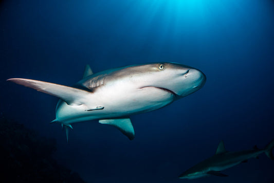 Reef shark blues