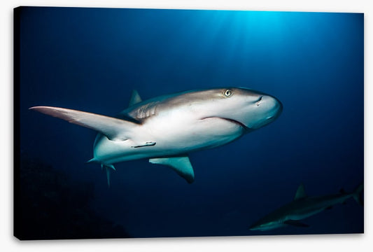 Reef shark blues