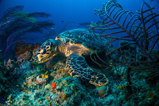 Hawksbill hideout