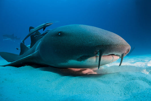 Nurse shark blues