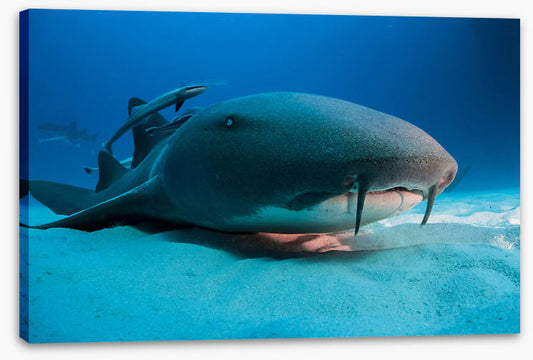Nurse shark blues