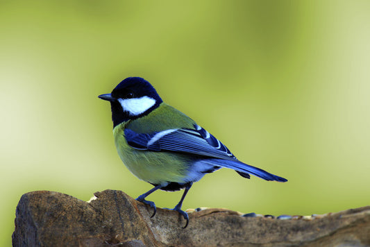 Birds