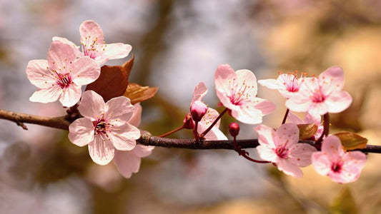 Cherry bloom sunshine
