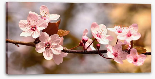 Cherry bloom sunshine