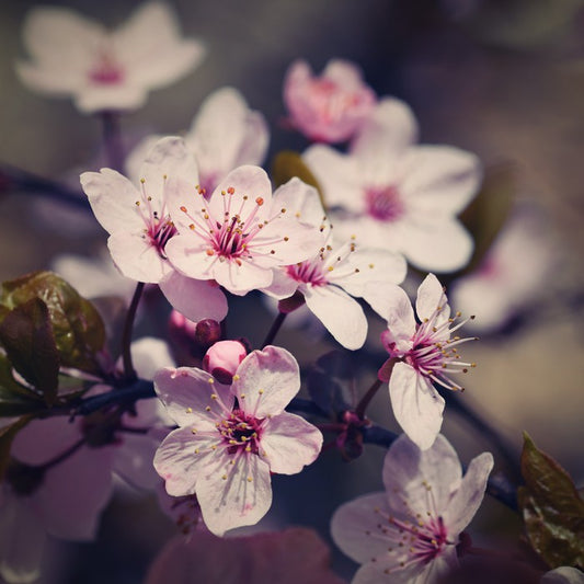 Eternal bloom