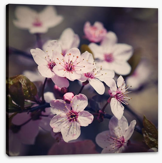 Eternal bloom