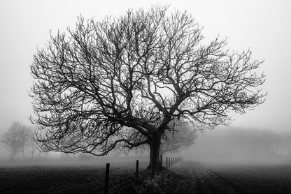 Bare bones