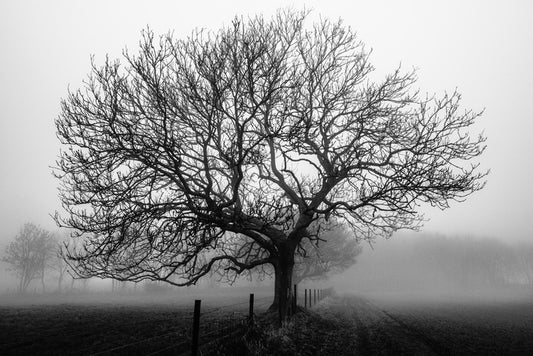Bare bones