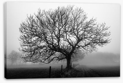 Bare bones