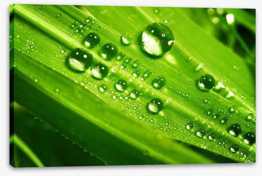 Leaves
