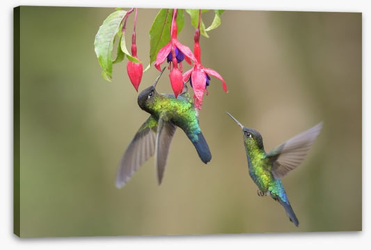 Fiery throated hummingbirds