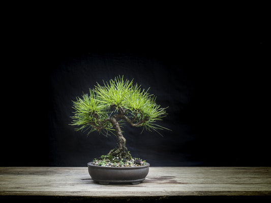 Black pine bonsai