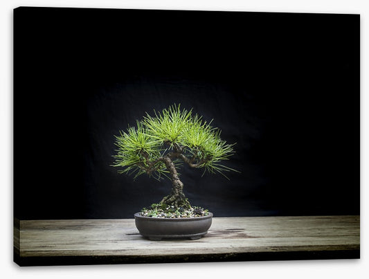 Black pine bonsai