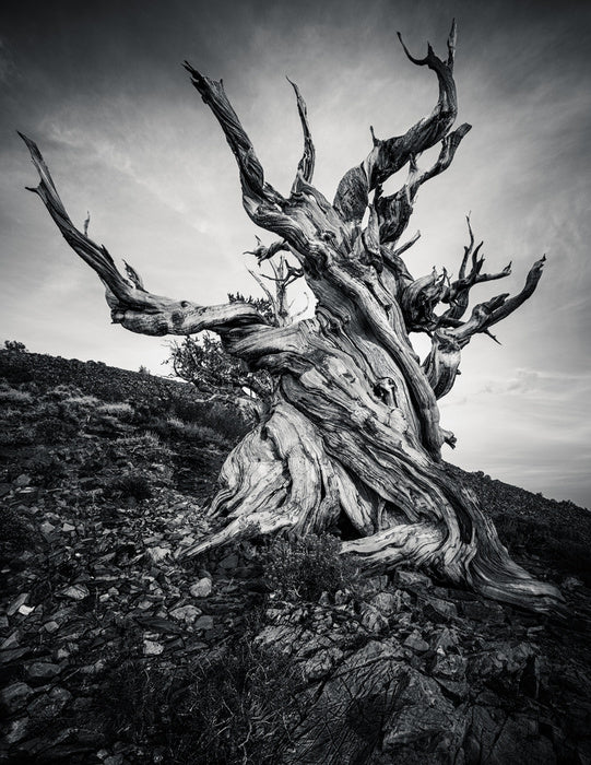 Methuselah