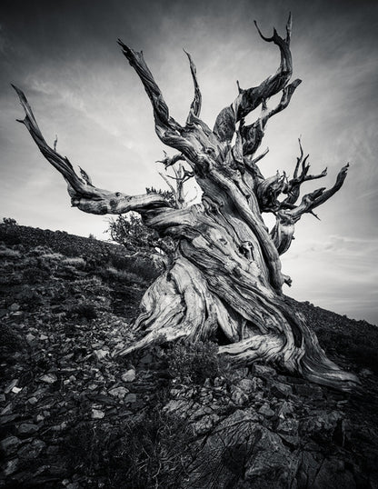 Methuselah
