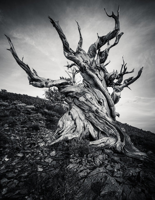 Methuselah