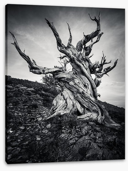 Methuselah
