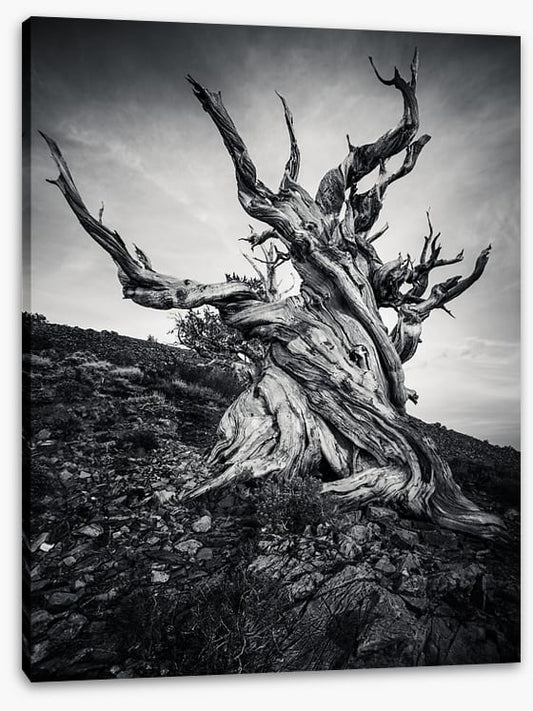 Methuselah