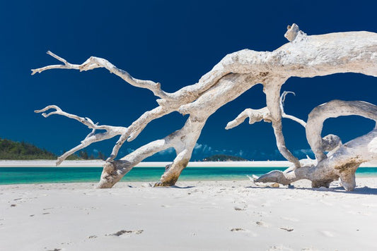 Whitehaven driftwood