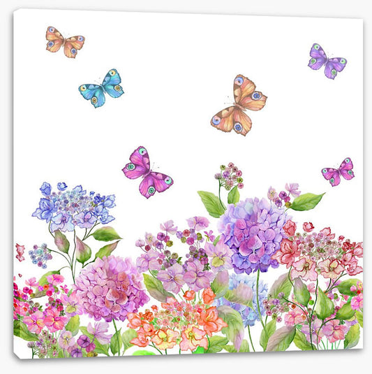 Candytuft garden