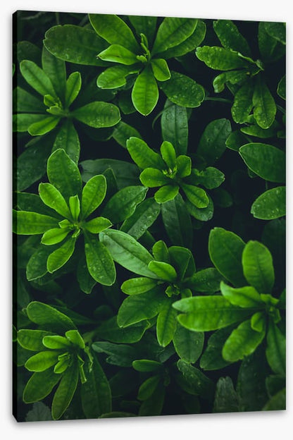 Deep green garden