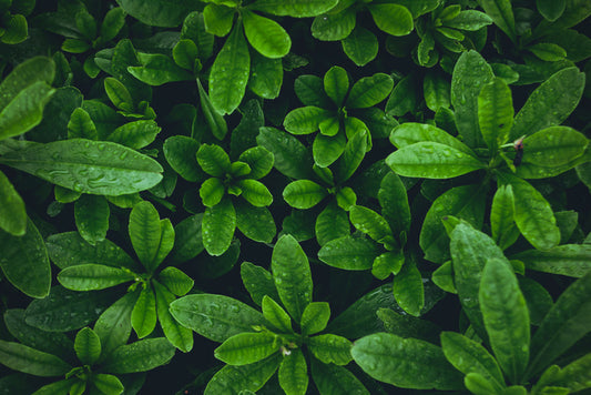 Leaves
