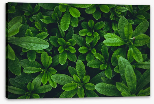 Leaves