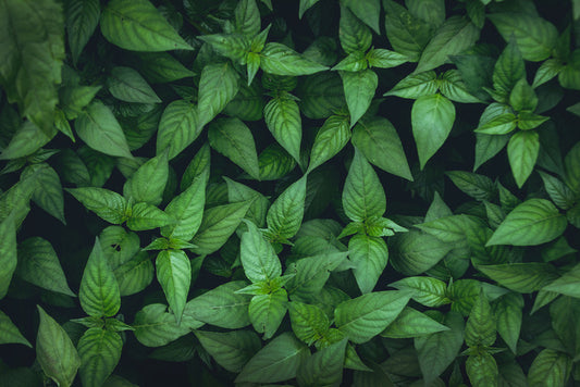 Leaves