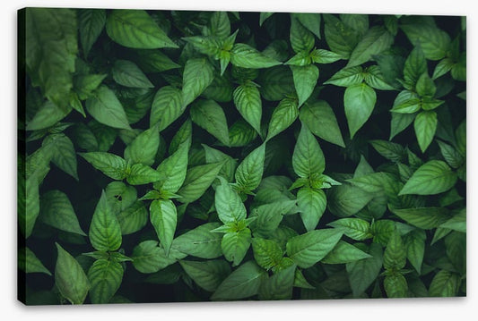 Leaves