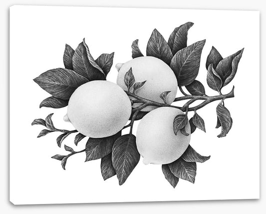 Three lemons mono