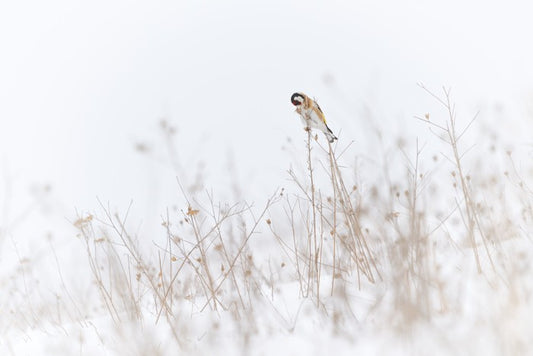 Chilly goldfinch
