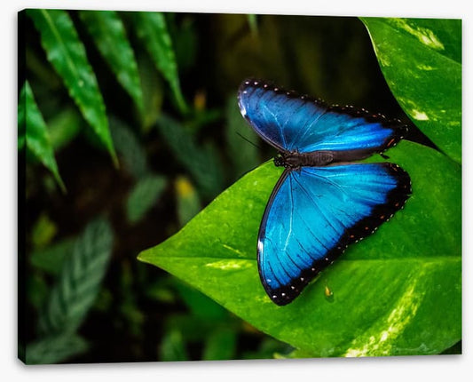 Majestic blue morpho