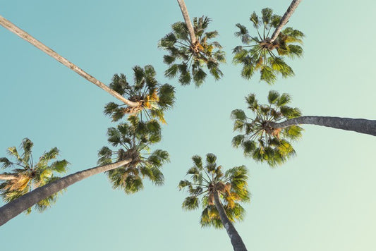 Trees