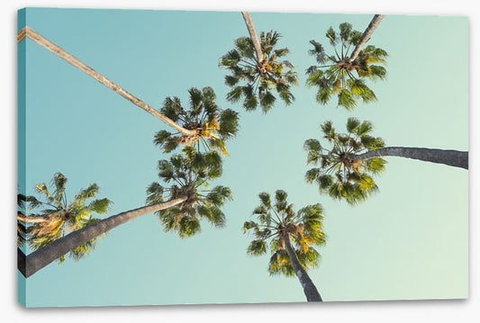 Trees