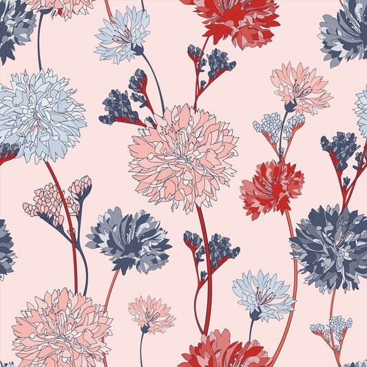Chrysanthemum blush