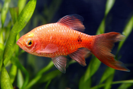 Fish / Aquatic