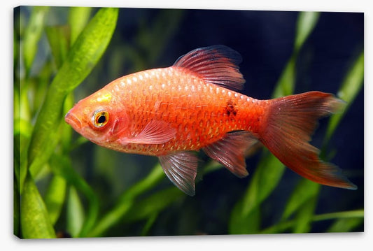 Fish / Aquatic