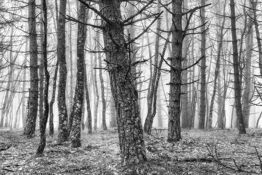 The creepy trees