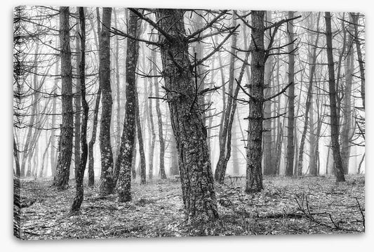 The creepy trees