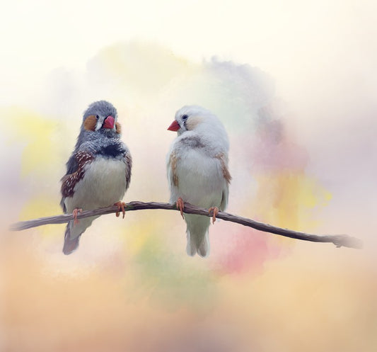 Forever finches