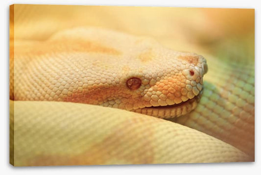 Reptiles / Amphibian