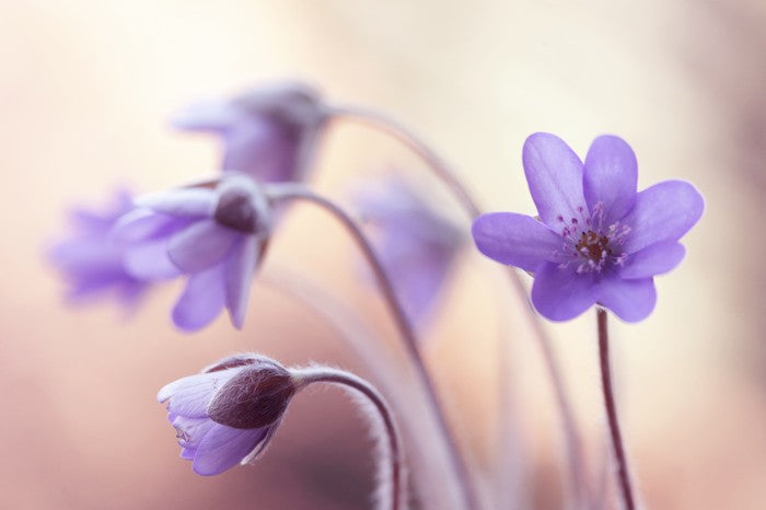 Perfectly purple